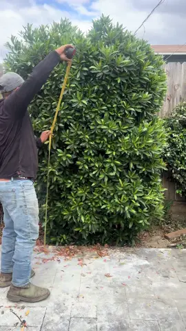 #frroyoupage #satisfyingvideo #frroyoupage #jardineria 