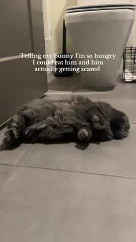 Guys I’m PEEING MY PANTS #imsohungry #imsohungrychallenge #sohungry #bunny #PetsOfTikTok 