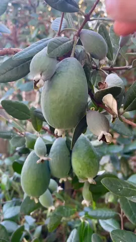 Hái feijoa #teijoa #fruit #newzealand 