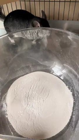 Just rolling around 💨💨💨 #chinchillasoftiktok #chinchilla #dustbath #cute #funny #pet #animals #trending #fyp 
