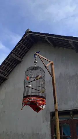 petunggu teras #kicau #kicaumania #kicaumaniaindonesia #kicaumanianusantara #kutilang #kutilangmania #kutilanggacor #kutilangalbino #foryou #foryoupage #fyp #zxycba #bahanswmu #burung #lumajang 