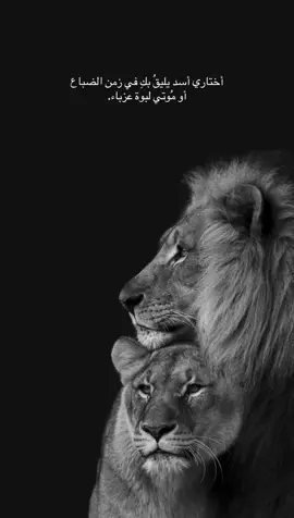 🐆 .. #اللبوه #محمودالتركي #الكويت🇰🇼 
