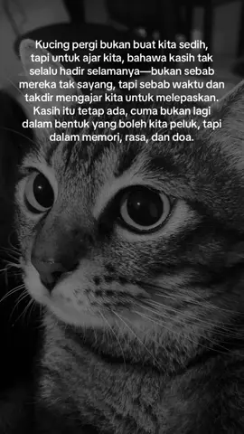 #kucing #kucingtiktok #kucingoren #pencintakucing #pencintakucing #meow #catlover #cute #kucinggemoy 
