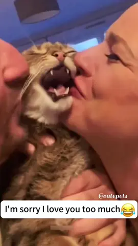 Kiss kiss, I love him too much 🥰🐱#funnyvideos #Funny #fyp #foryoupage #catsoftiktok #cats #catlover #funnyvideo 