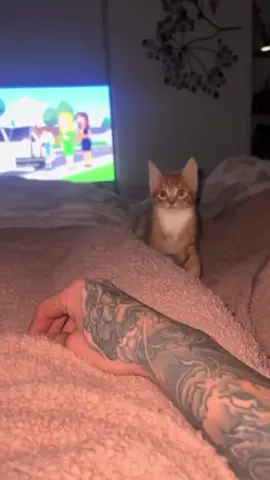 The behavior of the little orange cat #cat #catsoftiktok #catlover #usa🇺🇸 