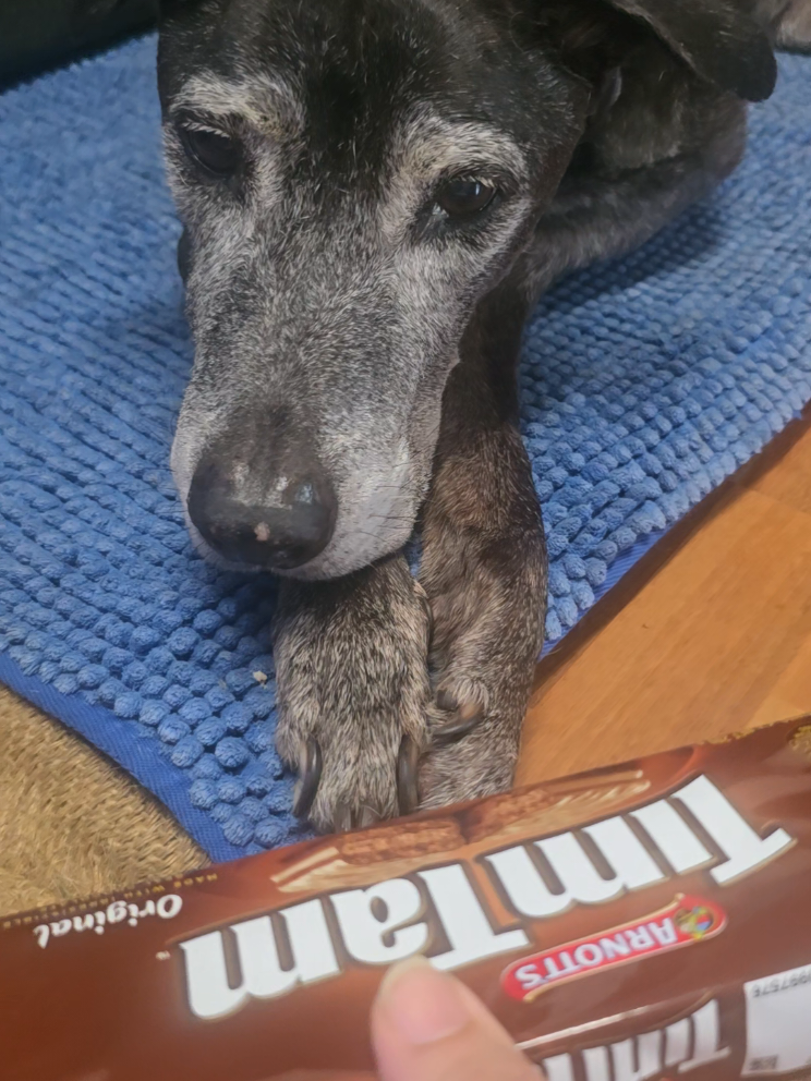 every dog deserves to eat chocolate at least one in their life #mourn#loss#loseyourpet #labrador #blackdog #timtam #chocolate #heart #heartmurmur #heartdisease #loseabestfriend #sad #arnotts #arnottstimtams #dogs #dogsoftiktok 