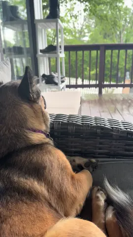 So relaxing 🌧️ #dogs #dogsoftiktok #girldog #cutedog #rain #fyp 