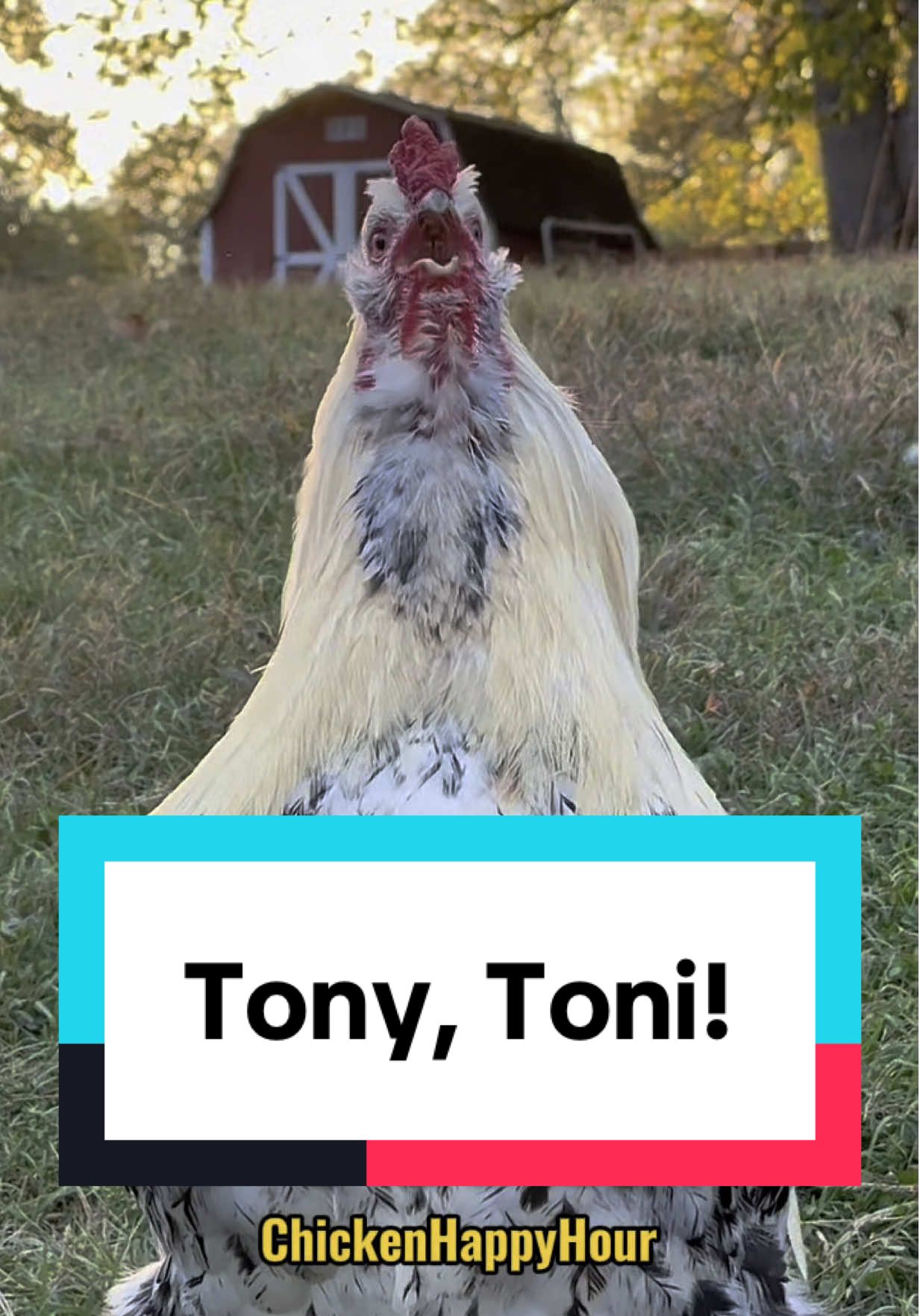 Frankie calling for #tony #toni #anthony #antonio #antonia #rooster #chicken #memestiktok #chickensoftiktok #chickenhappyhour  