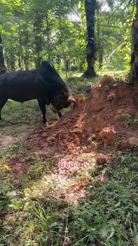 มัจฉา  #มัจฉา #เจ้าจอม #เวหา #เจ้าอักคี #ค่ายโคเอ็มม่า 