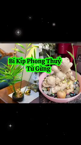 mẹo phong thuỷ thu hút tài lộc từ gừng#sachhaymoingay #mẹovặt 