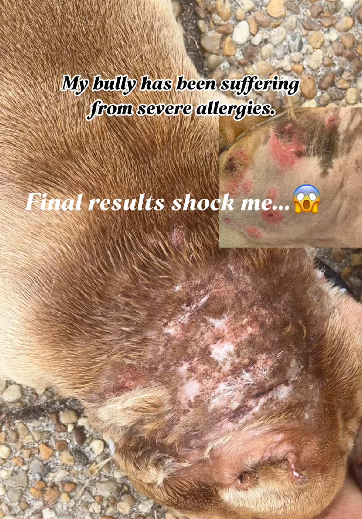 After struggling with my dog’s severe allergies and spending countless trips to the vet, I finally found a real solution. This spray made a difference from the first use – no more constant itching, better sleep, faster wound healing, and a healthier coat. If your dog or cat has skin issues, you need to try this! #dogallergies #dogallergyrelief #dogspray #dogcare #fyp 