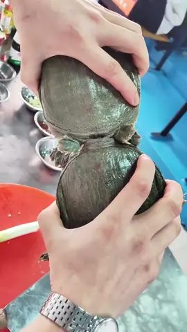 Turtle Core#foryour #funnyvideos #fyp #turtle #funny #fotyoupage 