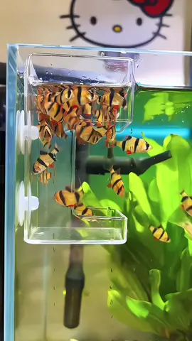 Dụng Cụ Cho Cá Cho Ăn #thuysinh #thuysinhngoaitroi #dungcuchocaan 