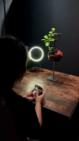 #cây_hoàng_lô #smoke_tree #bonsai #cây_cảnh_nghệ_thuật #viral #reels #trending #xu_hướng