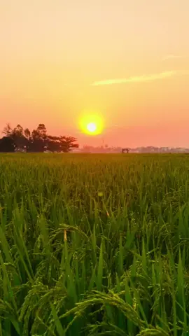 Khi bình minh vừa hé, không gian như bừng tỉnh với những âm thanh quen thuộc mà thân thương. Tiếng gà gáy vang lên rộn ràng đâu đó từ cuối xóm, như đánh thức cả làng quê dậy sau một giấc ngủ sâu. Chim chóc ríu rít gọi nhau trên những tán cây xanh, hòa vào không khí se lạnh buổi sớm. Xen lẫn là tiếng nói chuyện râm ran, tiếng bước chân nhịp nhàng của cô chú tập thể dục trên con đường làng. Tất cả tạo nên một bản hòa âm trong trẻo, báo hiệu một ngày mới lại bắt đầu – yên bình và đầy sức sống.           #quehuongyenbinh🍃 #binhminhbuoisang