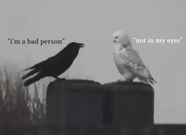 The owl and the crow.#viral #fyp #Love #rea #crow #owl 