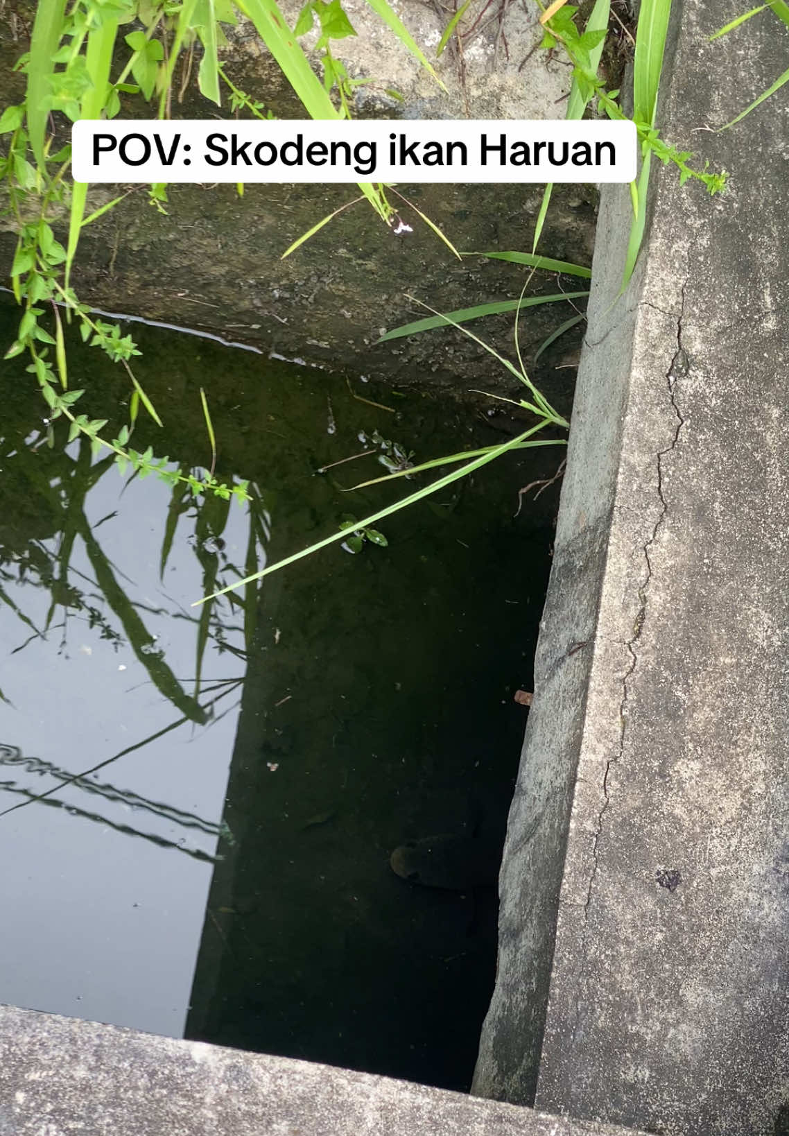 Mengintai ikan tengah bersidai #arifffishing 