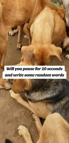 All these beautiful faces have been rescued from streets and they need love care treatment and shelter #dogsoftiktok #dog #foryoupage #fyp #viralvide #germany #Uk #help #doglovers 