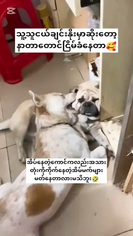 #creatorsearchinsights 😅😅😅😅#foryou #funny #tiktok #tiktokmyanmar #ခွေးချစ်သူများ #ကြောင်ချစ်သူများအတွက် 