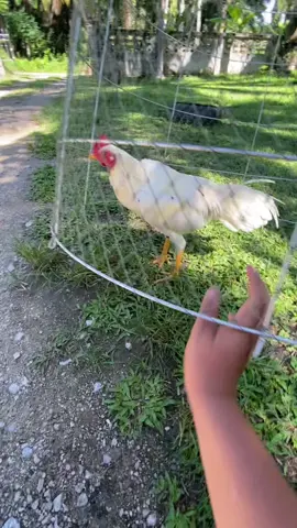 #ค่ายไก่หลานพ่อเฒ่า #รณชัย @เอี๊ยมที่เลี้ยงไก่ชน🐔🧑🏻‍🌾 