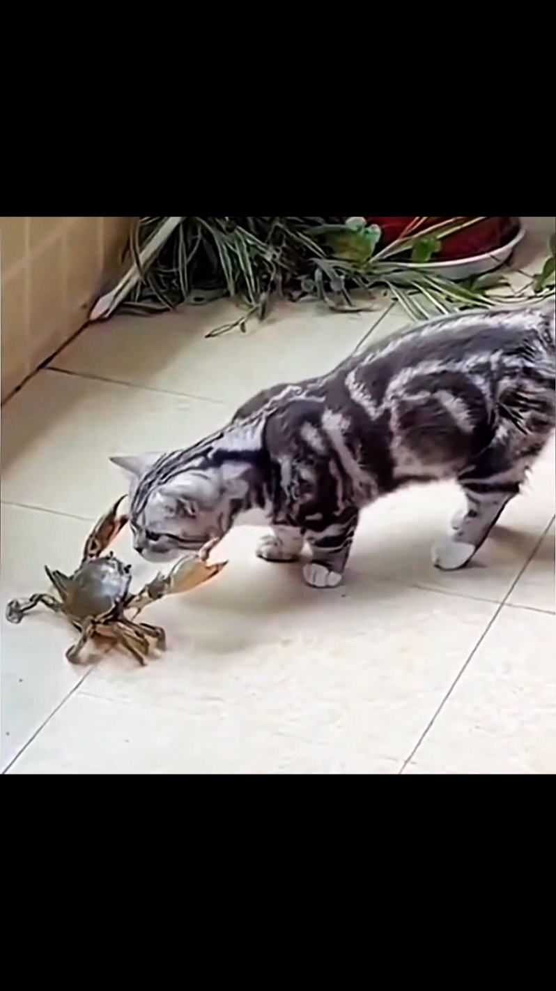 #cat #cats #catlover #catreflexes #catreaction 
