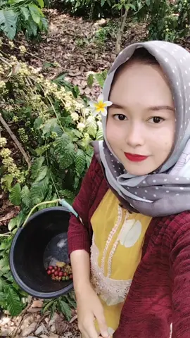 #kopilampung  #panenkopidulu😊 