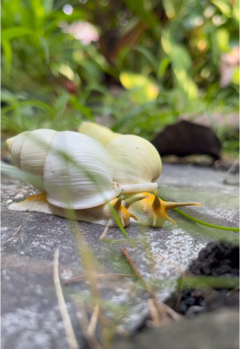 Have you ever seen it?  #nature #plants #snail #goldensnail #albinosnail #crustacean #exoticpets #white #beautifulinwhite 
