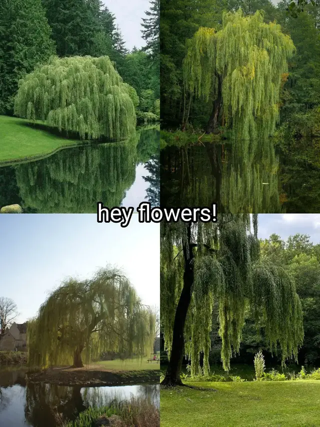 weeping trees  #fy #fyp #weepingtrees #weepingcherries #weeping #nature #flowers #cherryflowers #lavender #goldenbrown 