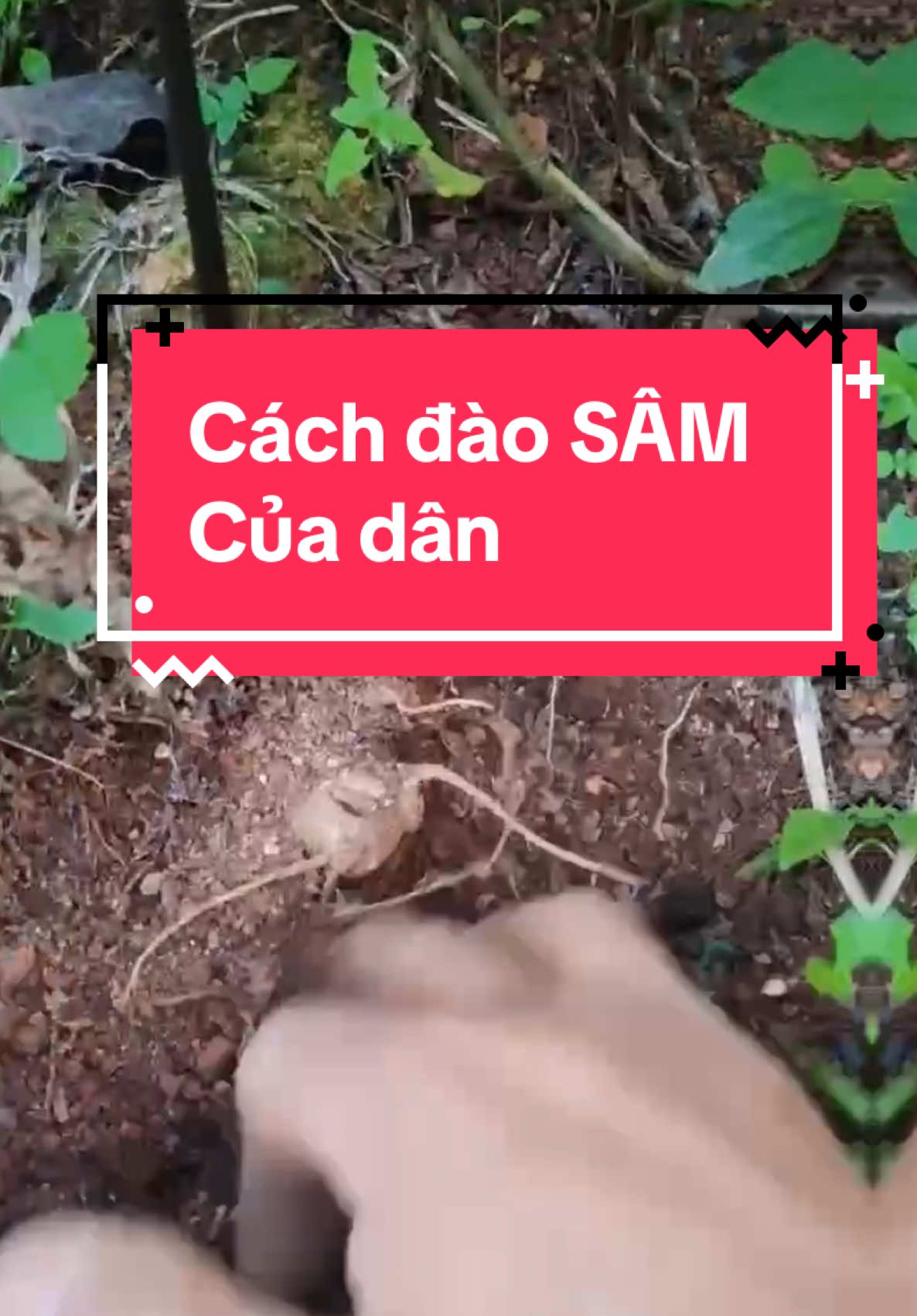 Mời các bác chiên ngưỡng vườn SÂM Trồng bán tự nhiên #samngoclinh #samngoclinhkontum #sam #sâmviệtnam #phươngsam #sâmlaichâu #sâmrừng #tamthat #sâmlaichâu #samvietnam 