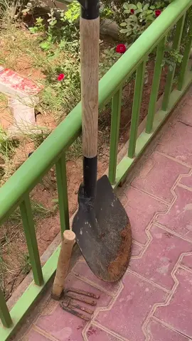 يوم لغرس الوردات😍❤️💐 @Faith ❤️ #fypシ゚ #explore #follow #likе #ورد #زراعة 