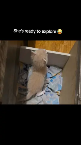 Her mother doesn't let her get out. When she tries, mama cat is right there to knock her back down. 🤦‍♀️😂 #catmom #catsoftiktok 