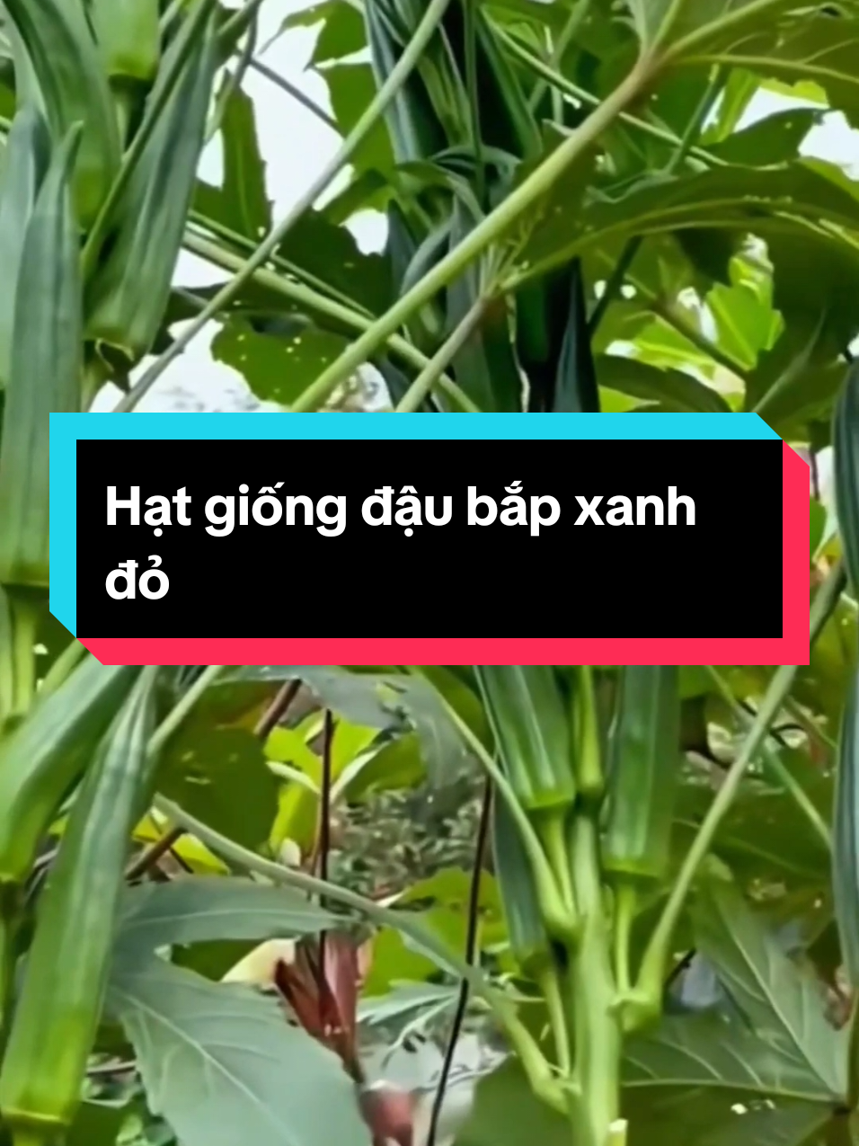 Hạt giống đậu bắp xanh đỏ #hatgiong #hatgiongdaubap #daubap #lamvuon #muataitiktokshop #xuhuong 
