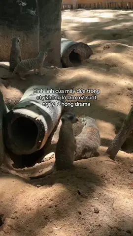 K hóng là k chịu nổi #GreenCreator #VinWonders #Vinpearl #VinpearlGolf #jwcuntq #TuhaoVietNam #WonderSummer