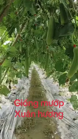 Giống mướp hương siêu quả #donghanhcungnongdan #cungnongdanradong #phudienseeds #hatgiongdualeochiunhiet 