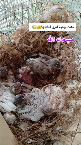 #الحياة #الحمدلله_دائماً_وابداً #الحياة_حلوة #بعقوبة #العراق_السعوديه_الاردن_الخليج #بغداد_بصرة_موصل_الكويت_الخليج_دبي_ #بعقوبه_شارع_الطابو_بعقوبه_نهر_الحجيه #العراق 