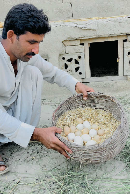 Murgi Ka Chicks Nikal Aye #murgi #chicks #egg #pets #gabbarpethouse 