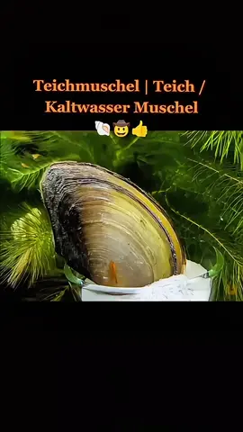 Teichmuschel | Teich / Kaltwasser Muschel | Anodonta cygnea ▶️ Muschel für den Teich / Gartenteich / Kaltwasseraquarium ▶️ Filtert und klärt das Teichwasser ▶️ Färbung = bräunlich bis golden ▶️ Wasserhärte= mittel bis hart ▶️ Verhalten = sehr friedlich ▶️ Nachzuchten, kein Wildfang! Die Große Teichmuschel, auch bekannt als Schwanenmuschel oder Große Weihermuschel. Sie ist eine heimische Art in Mitteleuropa, in der Natur findet man diese Teichmuscheln in Teichen und Weihern. Mit ihrem sogennanten Fuß können sich Teichmuscheln im Teichschlamm / Sand / Bodengrund verankern und dadurch auch langsam fortbewegen. Als filtrierende Muschelart ist sie ein optimaler Besatz für den Teich / Gartenteich / Schwimmteich, oder das Kaltwasseraquarium. Sie kann dabei auch mit anderen friedlichen Fischen, Schnecken, Garnelen (im Kaltwasserbecken), und weiteren friedlichen Bewohnern vergesellschaftet werden. Achtung: Eine Vergesellschaftung mit großen Krebsen oder schneckenfressenden Fischen ist nicht zu empfehlen. Die Teichmuscheln sind für ihre guten Dienste als natürlicher Wasserklärer / Wasserfilter geschätzt. Als Filtrierer filtern sie den ganzen Tag Mikroorganismen, Algen, Schwebealgen, Schwebstoffe, Bakterien, Kleinstlebewesen und Staubfutter, wie zum Beispiel mein Pure&Basic Powder oder Pudding aus dem Wasser. --- Darüber freuen sich auch die anderen Bewohner in meiner Aquarium Zuchtanlage: Zwerggarnelen / Garnelen, Wasserschnecken, CPO Krebse, Wasserpflanzen, Moose uvm. 🦐🌿 Aqua Birne Shop: Aqua - Birne . de 🐌🦞 ▶️ Folge mir gerne für mehr! Aquaristische Grüße Daniel Birnbaum, die Aqua Birne 🍐🤠👍 . . . #Aquarium #aquariumhobby #garnelen #garnelenaquarium #wasserschnecken #garnelenzucht #zwerggarnelen #aquaristik #muscheln #muschel #teichmuschel #teich #gartenteich #koiteich #fische 