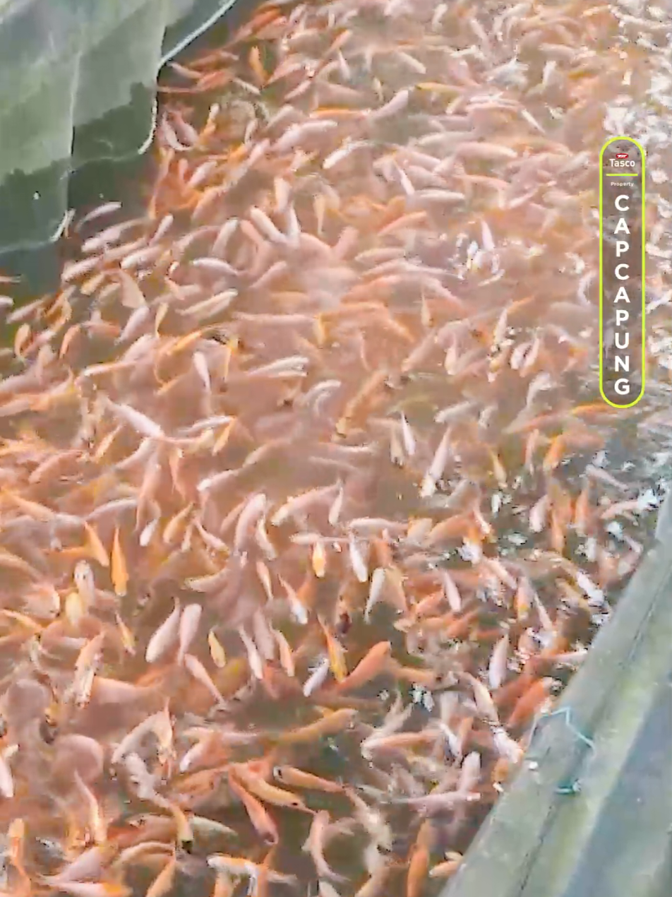 Cara budidaya ikan nila dikolam tanah hingga panen capai 3 ton.   #ikan #ikannila #kolamtanah #usahasampingan