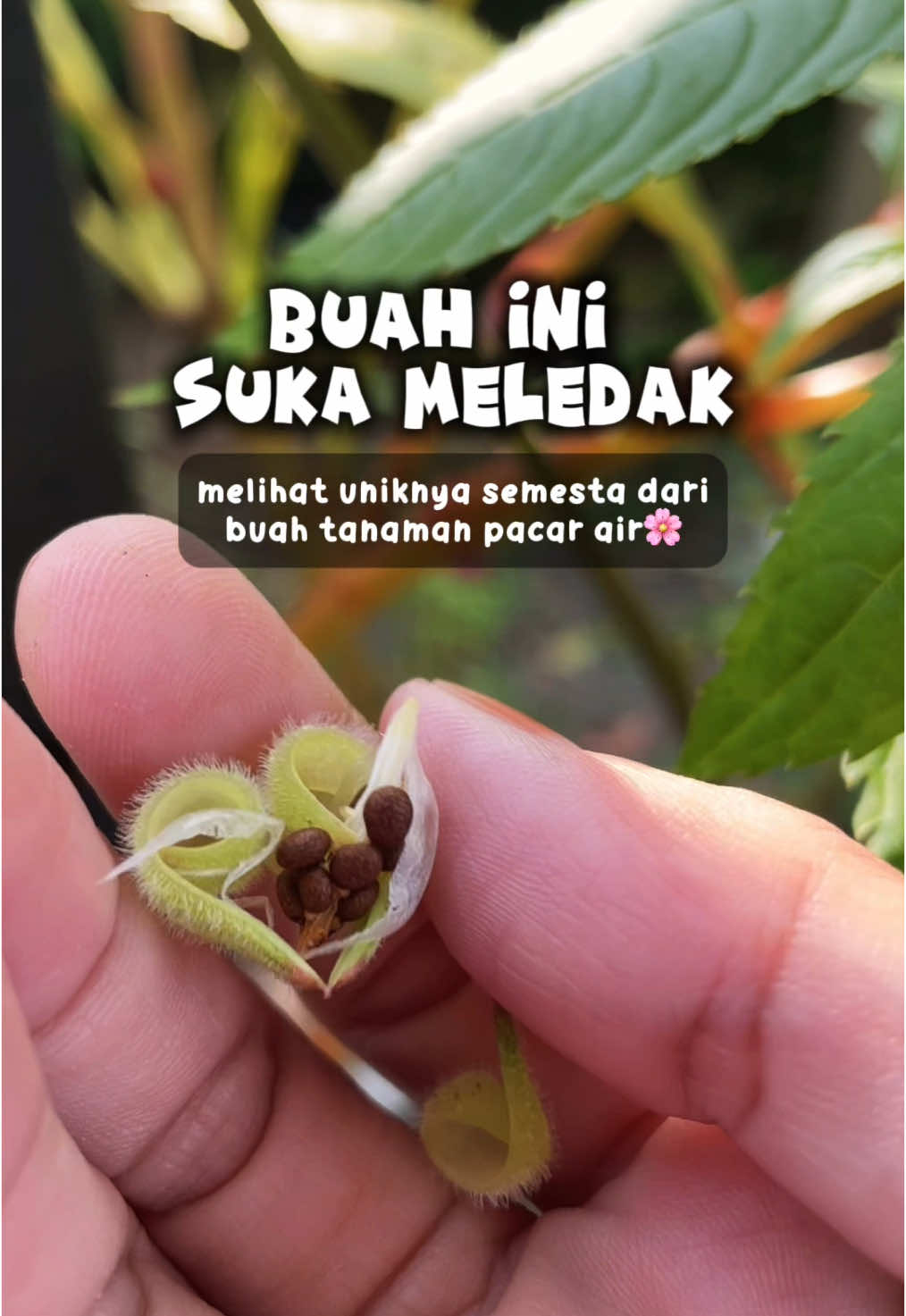 [ballochory: ledakan buah dan metafora luka]🥰 Sobat kebun pasti tahu kalo buah pacar air suka meledak kalo disentuh. Fenomena ini tuh ada penjelasan ilmiahnya lho.. namanya tuh ballochory Jadi saat buah pacar air matang, dinding buahnya menegang karena ada tekanan internal, dan jika ada sentuhan kecil aja (bisa dari angin, hujan, atau manusia), mereka bisa meledak tiba2 huehe.. Dan indahnya alam.. mekanisme ini terus bertahan sampe sekarang karena dianggap efektif dan efisien dalam penyebaran biji pacar air. Pacar air gak butuh hewan untuk menyebarkan bijinya, saat meledak si biji akan terlempar sampe beberapa meter dari induknya.  Dan asal usul nama ilmiah pacar air “Impatiens balsamina” bukan tanpa alasan.. Impatiens artinya gak sabar, buru2.. yaa karna buahnya yg gak sabaran buat menyebarkan biji, suka meledak🙈 dan balsamina sendiri karena khasiat tanaman ini sbg pereda nyeri otot dan sendi (kyk balsam).. Saat merenungi fenomena meledaknya buah pacar ini, rasa rasanya seperti relate dgn rasa sakit dan trauma yg kita pendam. Dari luar mungkin keliatan kita tuh tenang, kuat, bahkan biasa2 aja.. padahal di dalam diri kita mungkin tersimpan luka2 lama yg menekan dari dalam. Sedikit sentuhan (sebuah kata, sebuah ingatan, sebuah situasi kecil) bisa menjadi pemicu yang membuat segalanya meledak: kemarahan, tangisan, ketakutan.. #berkebun #gardening #pacarair #bijipacarair 