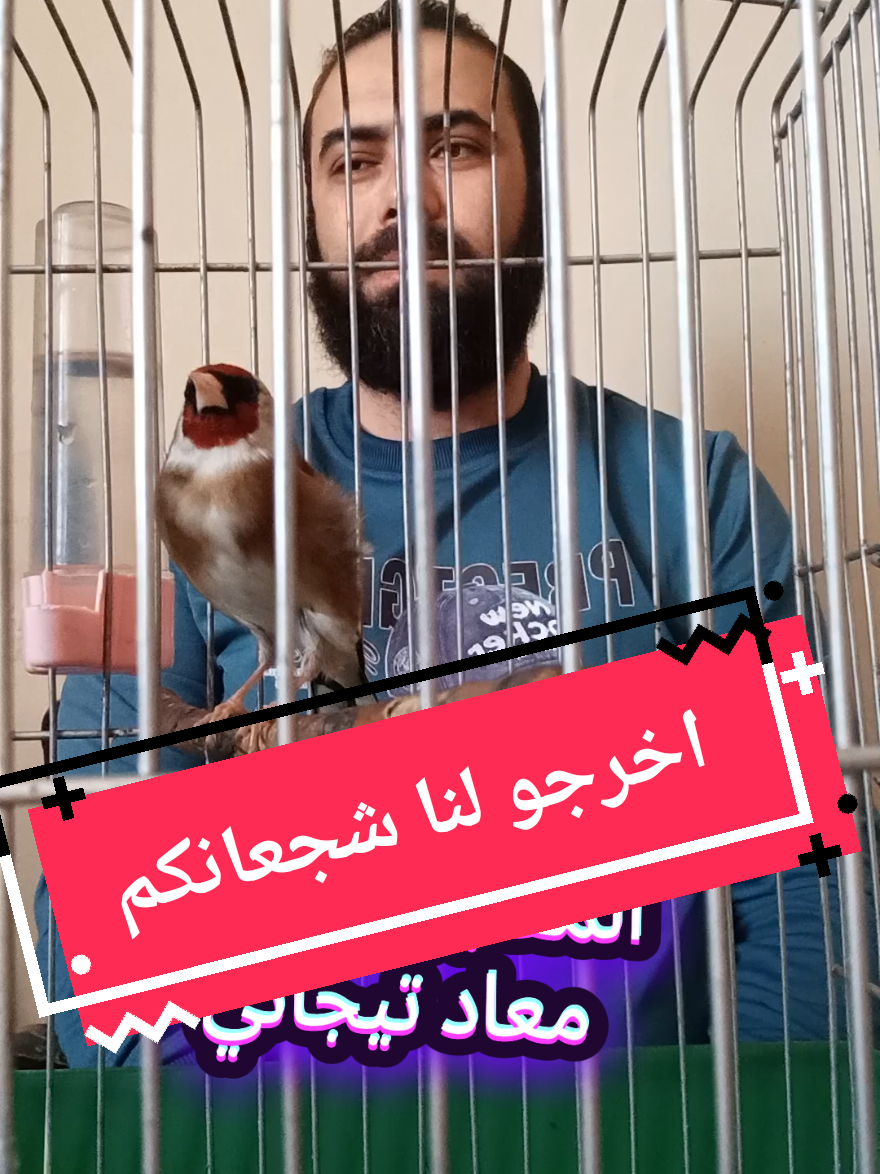 اخرجو لنا شجعانكم 😁 #mouadtidjani #chant_chardonneret #vrial_video #مقنين 