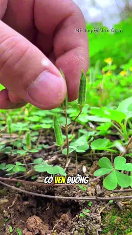 Bạn đã biết công dụng tuyệt vời của cây Chua Me Đất này chưa ? #biquyetdangian #songkhoemoingay #meohay #baithuocdangian 