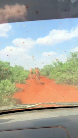 #forypupage #tik_tok #geeljire_jacayl_galey🐪♥️ #ommeyn #foryooooooouuuu #videos #omer #foryouu #ppppppppppppppppppppppp #fyyyyyyyyyyyyyyyy 