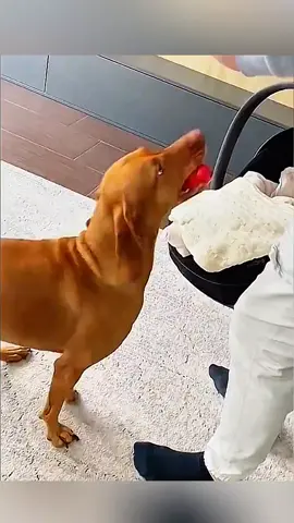 Funny stories about babies and dogs ❤️🥰  #pet #cat #dog #cute #animals #foryou #typ