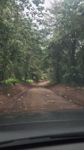 Any Saturday Plans? Let's drive through a wet forest. #nairobitiktokers #traveltiktok #travellife ##adventure #adventuretime #TravelTok #roadtrip #explore #kenyantiktok #Nature #tembeakenya #Outdoors 