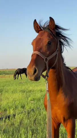 لطام الخيل 🐎❤️ #متعب_الخيل #حيزوم👑🔥 #خيل_وخياله🐎 #لايك #اكسبلور #ترند #ترند_تيك_توك #fyp #CapCut 
