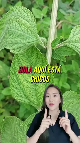 Una hoja que vale más que 1000 tratamientos 🌿✨
