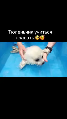 #рек#🦭 #тюлени #🦭🌊🎶🐚 #seal #рекомендации #fyp#тюленчик 