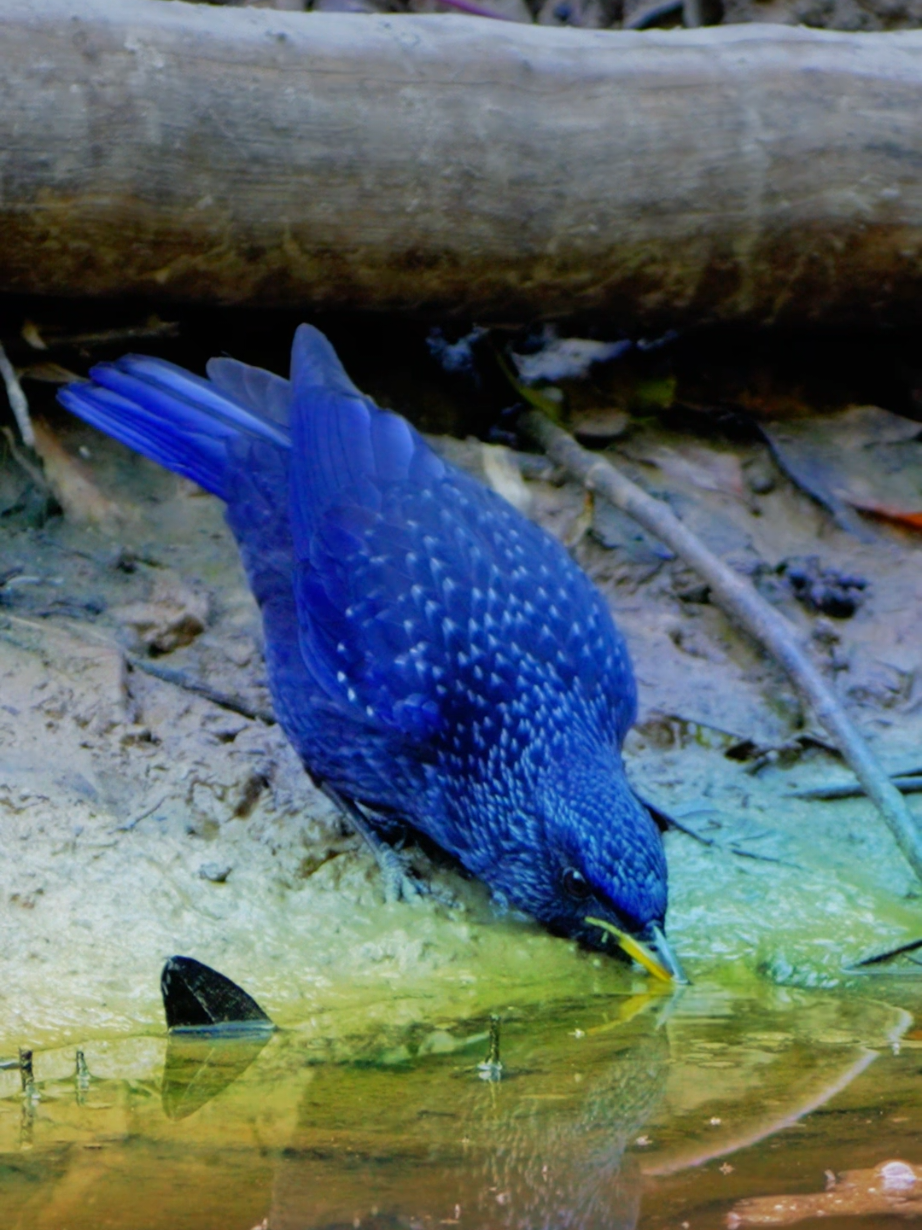 Hush—watch that violet hue turn the river into a starry sky. The Blue Whistling Thrush (Myophonus caeruleus) is a striking bird known for its vibrant indigo-blue plumage, adorned with shimmering silver spangles on its wings and head. Found across Himalayan forests, Southeast Asia, and parts of China, this thrush prefers rocky streams and moist woodlands. A master of melody, it produces loud, piercing whistling calls (hence its name) and rich, flute-like songs. Omnivorous, it feeds on insects, small vertebrates, and fruits. Often solitary or in pairs, it’s a bold bird, sometimes seen hopping on boulders or near waterfalls. #birds #DidYouKnow #bluewhsitlingthrush #thrush 
