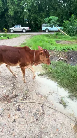 #ลูกวัวอ่อนๆ💓💓🐂  ซนๆเพแต่ล่ะตัว #อย่าปิดการมองเห็น  #ค่ายโคสุวรรณนําชัย🥰 