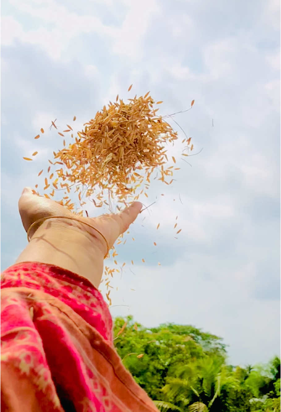 ধান 🌾🌾🌾 #grow #foryou #foryoupage#tiktokofficial #vairalvideo #unfrezzmyaccount 